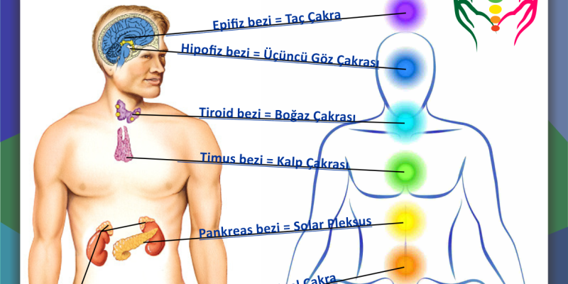 bioenerji çakralar salgı bezleri aura biyoenerji seansı enerji bedeni